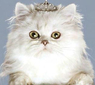 It's all rover for dogs as cats are new best friend