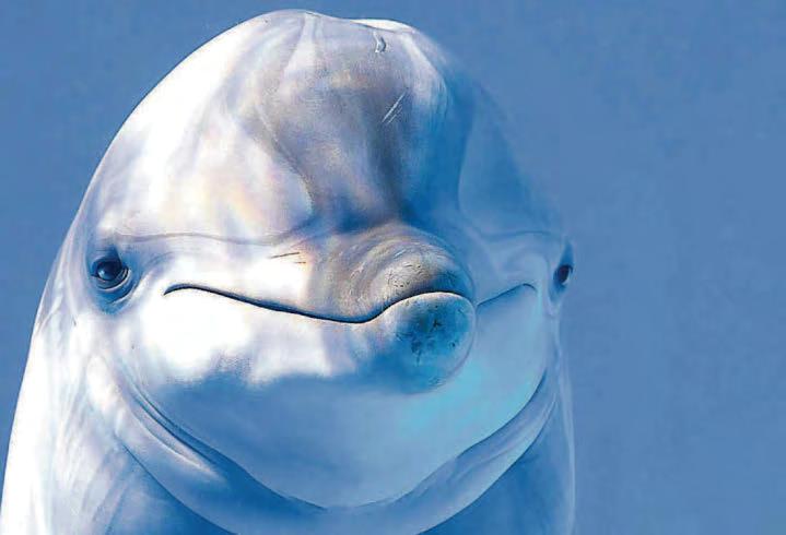 It's the pod's honest truths