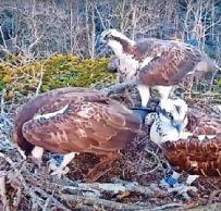 Osprey has got 2 birds