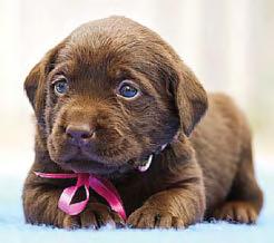 POOCH PARENTS FACE HUGE BILLS