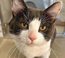 Anfield cat nets a home