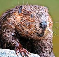 Beavers bid dam naughty