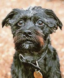Rise in costs to hit pets