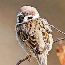 'Cockney' sparrows