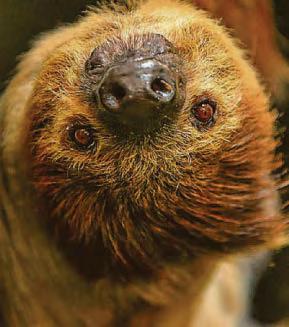 SLOTH'S OFF TO SEE THE DENTIST