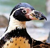 'Oldest' penguin turns 37