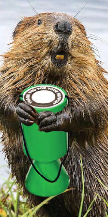 Cash for beavers!