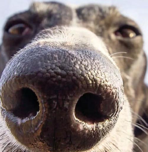 YOUR SNIFFER IS SCENT-SATIONAL