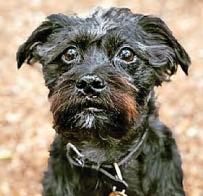 Pooch pick of the lot