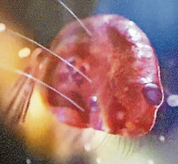 Space boffs: E.T. is a one-eyed prawn