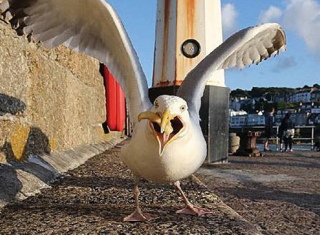 SNOB GULLS SNUB CHIPS