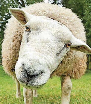 EWE STINKERS