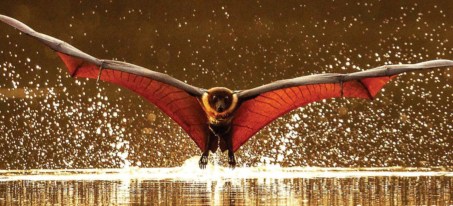 BAT OUT OF HEAT HELL