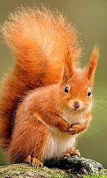 PINING FOR A RED SQUIRREL REVIVAL