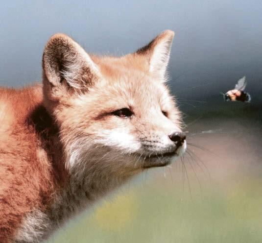 Bee sting in fox tail
