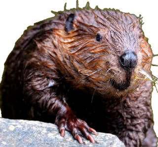 Free the Beaver