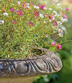 Blooming cheek of gardens scumbags