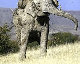 ELEPHANT KILLS OAP ON SAFARI