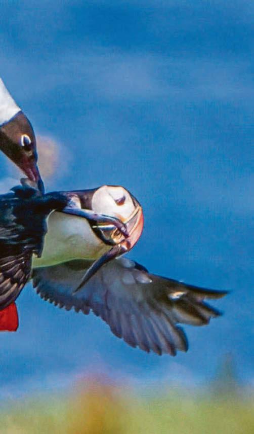 PICK UP A PUFFIN