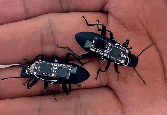 Robot bug to rescue