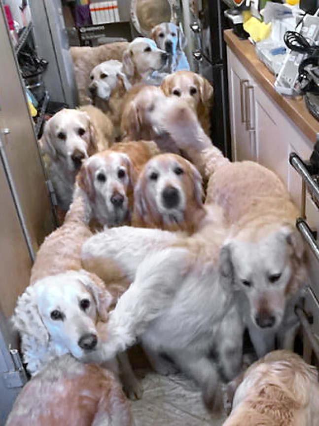 Dogs die at horror centre