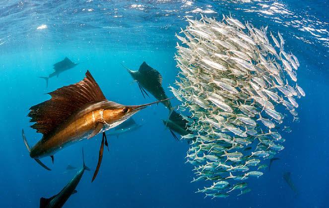 It's fish kebabs on sail