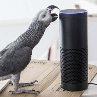Slick parrot