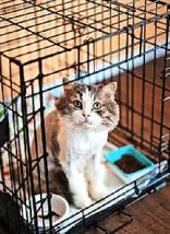 RECORD NUMBER OF CATS DUMPED