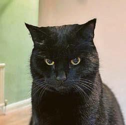 Blacks are the Cat's pyjamas