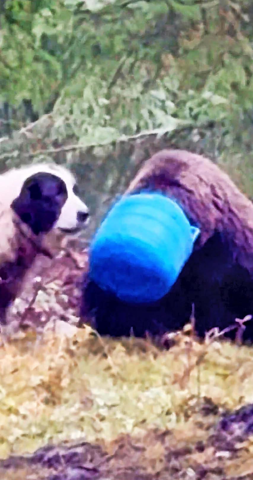 BEAR WITH A SORE HEAD
