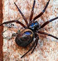 2,000 SPIDERS IN YER HOME IS NOT INCY WINCY