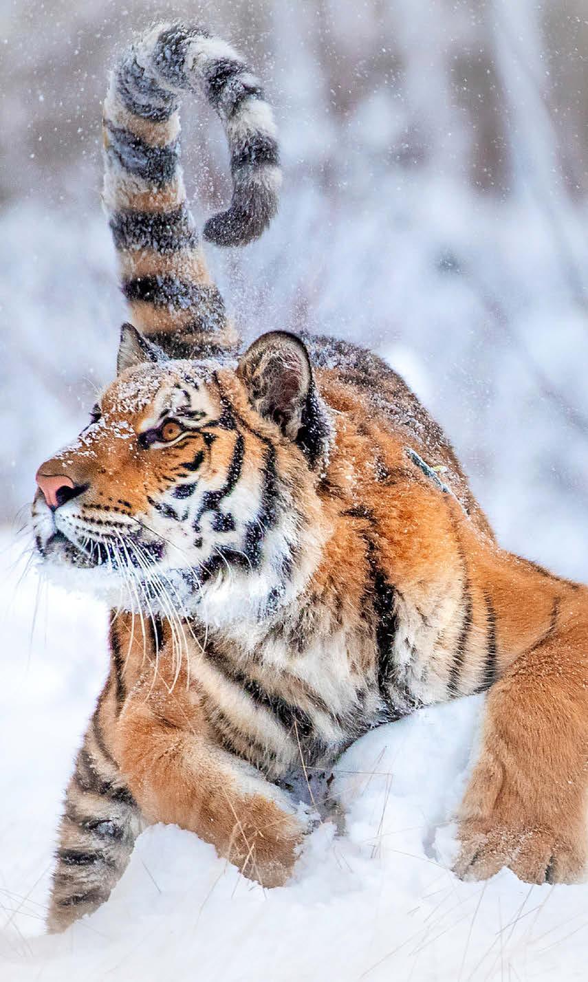 TIGER FLAKES IT EASY