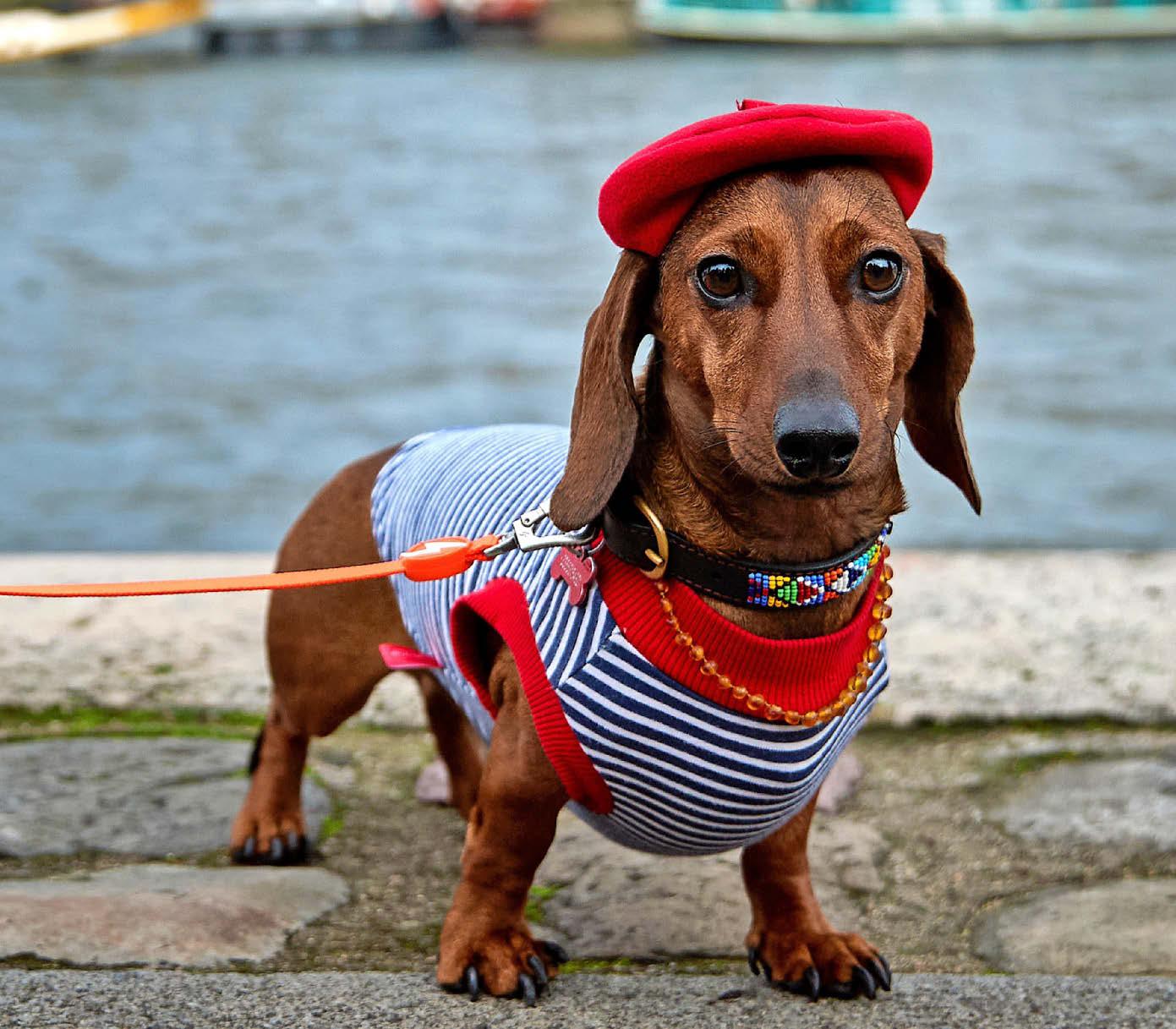 HOUND'S BERET TRENDY