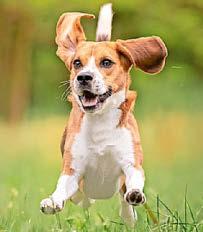 £380m on gifts for Fido