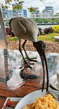 AUSSIES SNEAKY BEAKIES