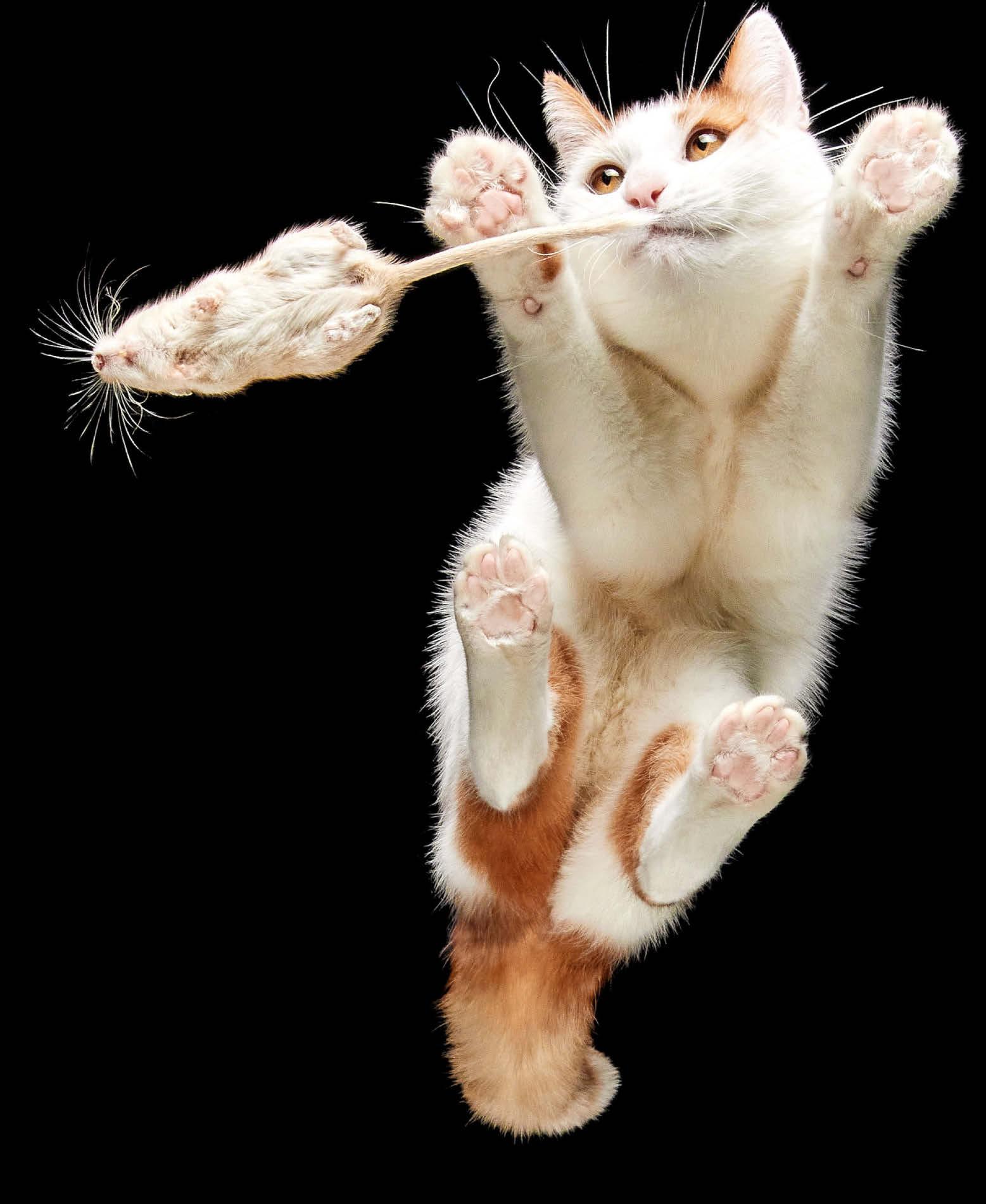 A frame of cat & mouse!