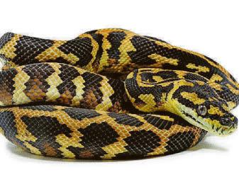 NEW JUNGLE STAR IS OFF THE SCALE