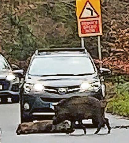 ROAD HOGS!