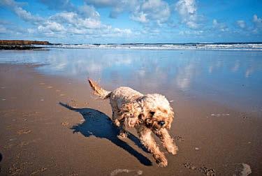 WALK OFF YOUR FESTIVE FLAB BY THE SEA