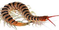 SHOW STARS SCARED OF POISON BUG