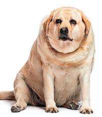 Fat jabs for the big dog