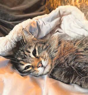 Cat burglar puss back with owner