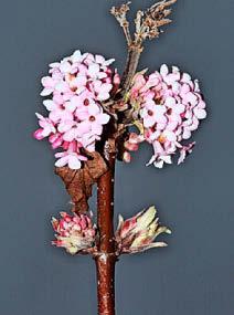 Best plants for uplifting scent
