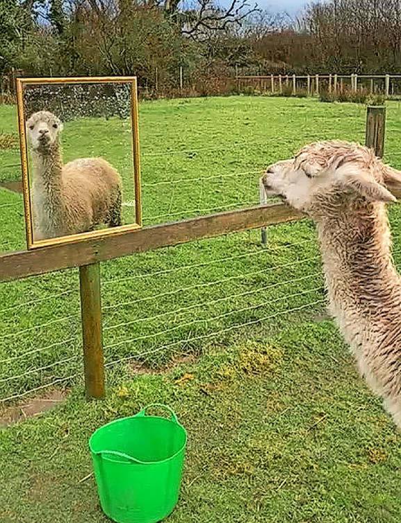 Alpaca's a looky boy