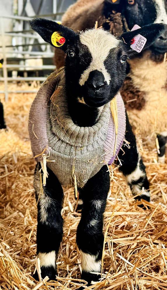 WOOLLY JUMPERS