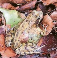 TOAD CLOSED!
