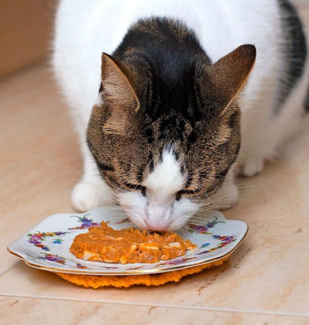 PANCAKE DAY IS FOR PETS TOO