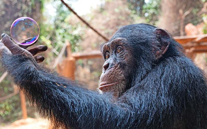 THE SOAP STAR APES