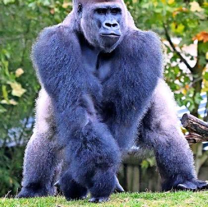 Tangorillas!