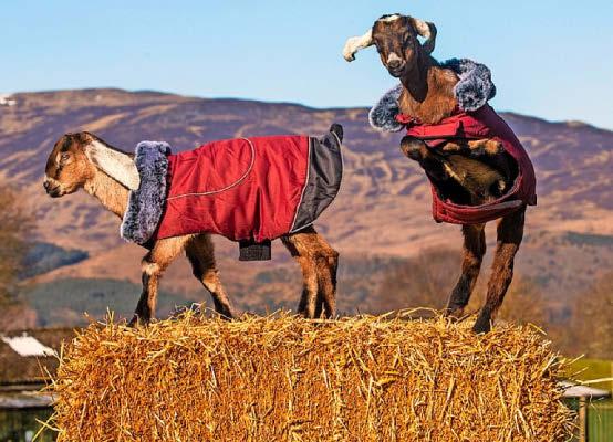 GOATS IN COATS